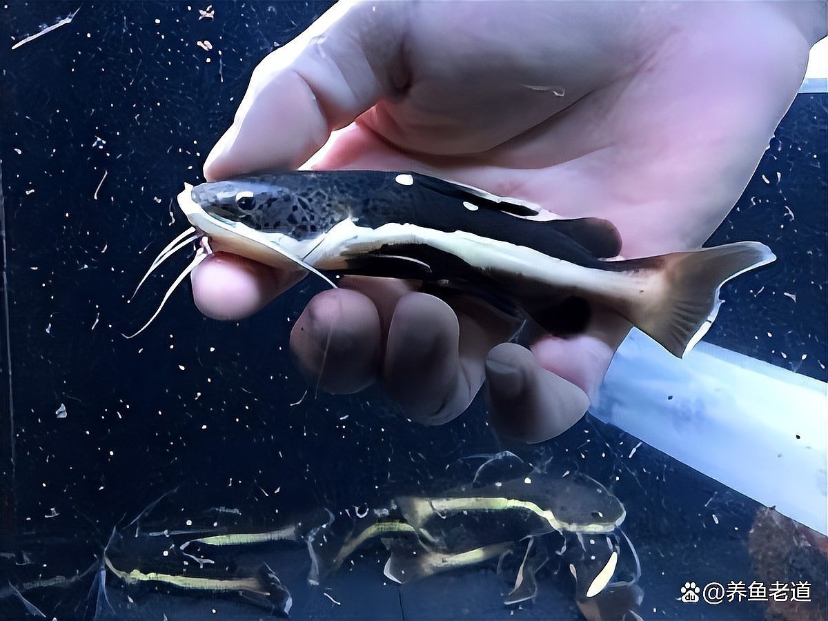 招財貓魚混養最佳搭配圖
