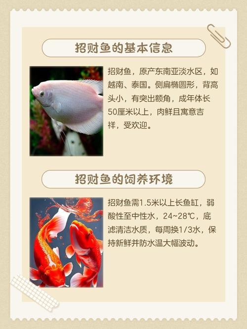 招財貓魚混養最佳搭配圖