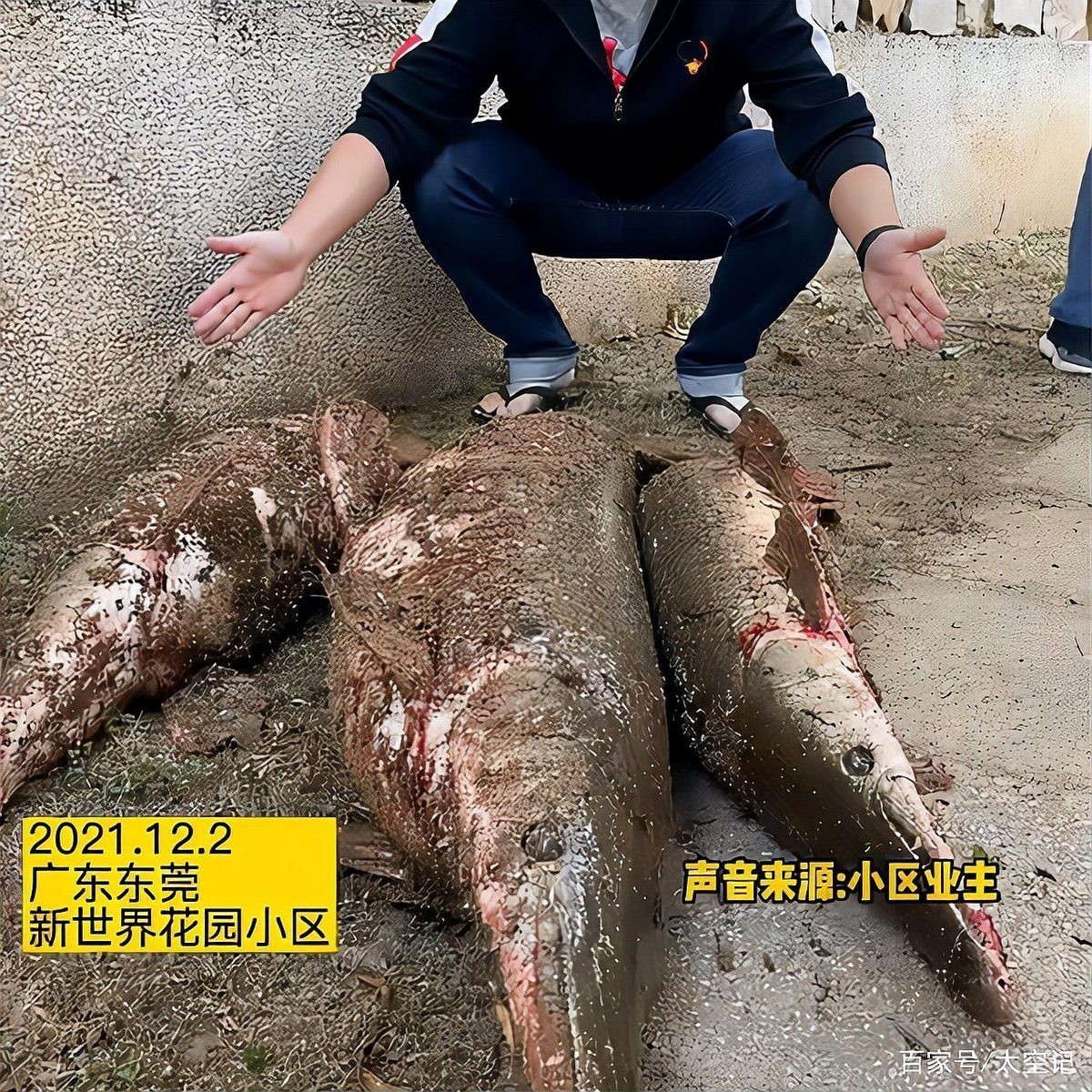 鱷雀鱔全身變白了是怎么回事