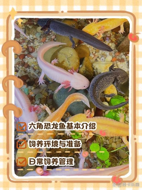 六角恐龍魚開箱