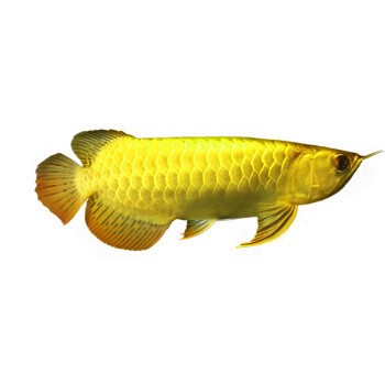 金龍魚古典過背多少錢 龍魚百科 第4張 金龍魚古典過背多少錢 金龍魚古典過背多少錢 龍魚百科 第4張