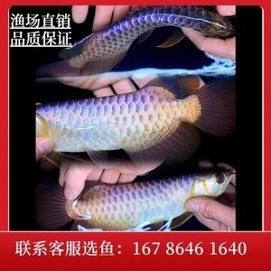 金龍魚古典過背多少錢 龍魚百科 第5張 金龍魚古典過背多少錢 金龍魚古典過背多少錢 龍魚百科 第5張