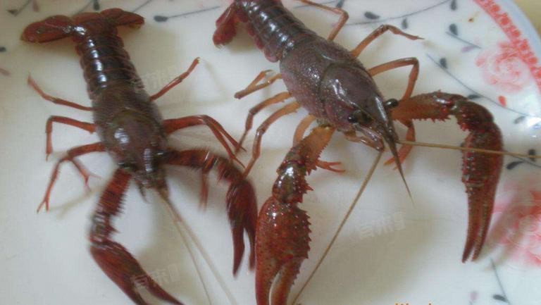 哪些水果不適合龍魚？