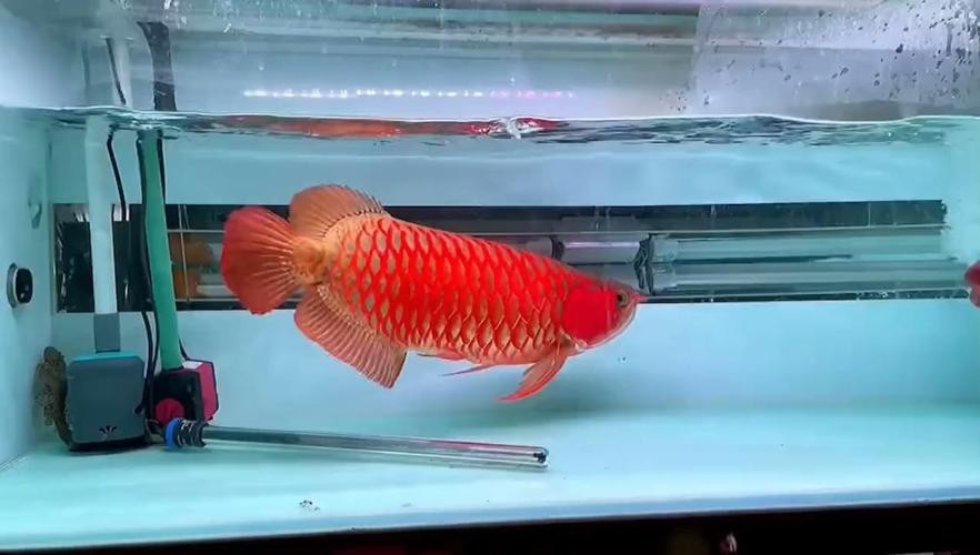 龍魚(yú)圖片高清大圖大全