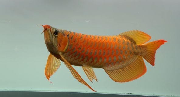 龍魚(yú)圖片高清大圖大全
