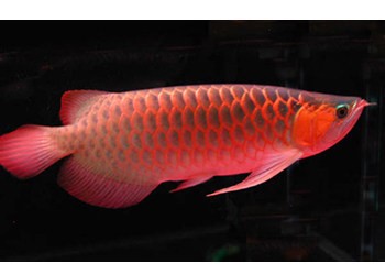 紅龍魚是雜牌子嗎