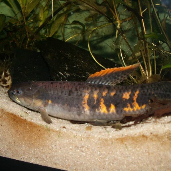 七彩牙魚能長多大 七彩牙魚能長多大 龍魚論壇 第5張