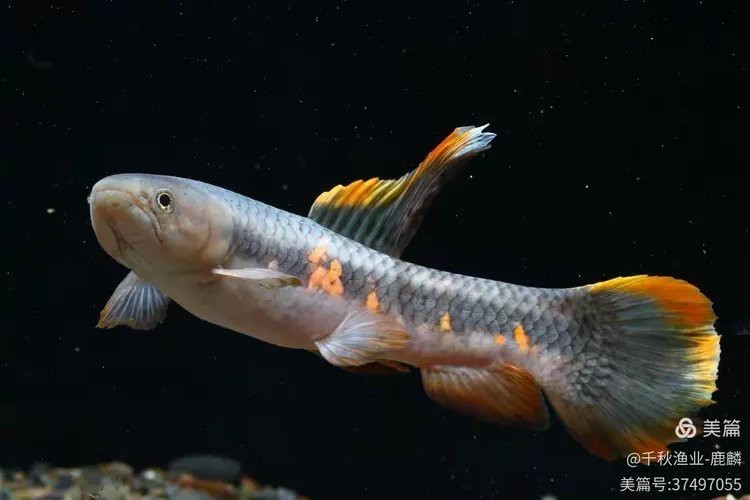 七彩牙魚能長多大 七彩牙魚能長多大 龍魚論壇 第4張