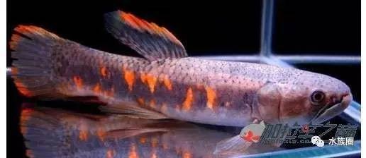 七彩牙魚能長多大 七彩牙魚能長多大 龍魚論壇 第6張