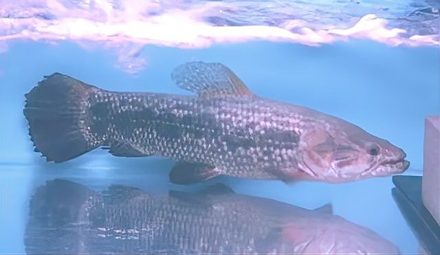 七彩牙魚能長多大 七彩牙魚能長多大 龍魚論壇 第1張