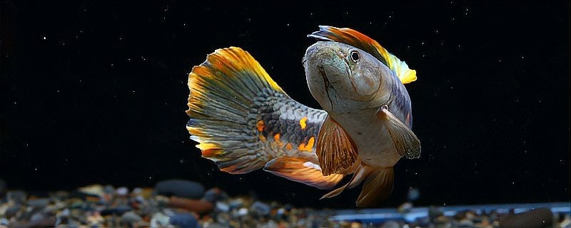 七彩牙魚能長多大 七彩牙魚能長多大 龍魚論壇 第8張