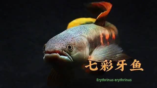 七彩牙魚能長多大 七彩牙魚能長多大 龍魚論壇 第7張