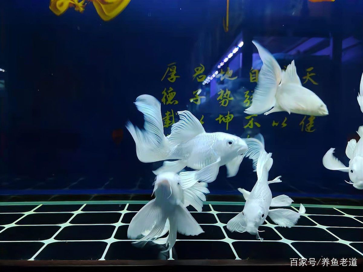 蝴蝶鯉尾巴被咬了還能不能長(zhǎng)出來(lái)