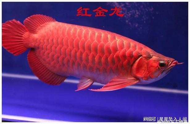 惠安縣崇武叮當水族館（惠安縣崇武叮當水族館電話）