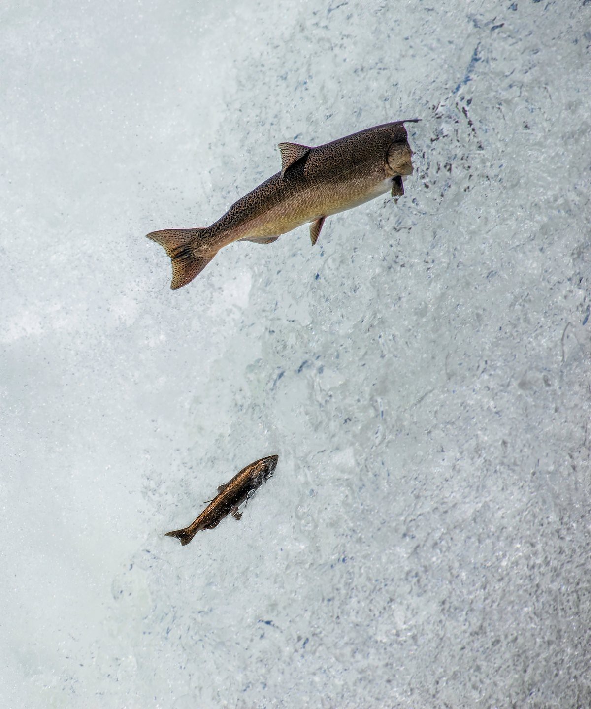 魚缸高度多少合適？：魚缸放多高不算割腳水， 魚缸高度多少合適？：魚缸放多高不算割腳水， 魚缸百科 第7張