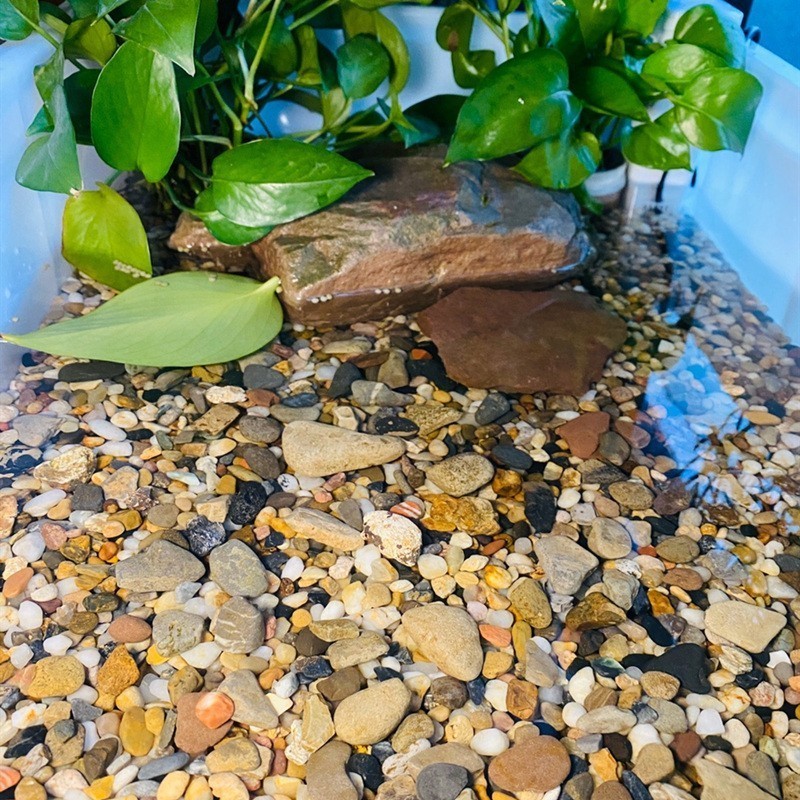 阜平縣愛喜豆水族館（阜平縣愛喜豆水族館手機號） 阜平縣愛喜豆水族館（阜平縣愛喜豆水族館手機號） 全國水族館企業(yè)名錄