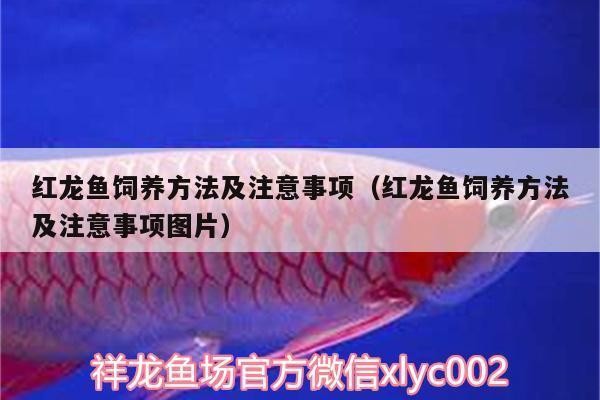 紅龍魚幼崽需要多大的魚缸（如何選擇適合紅龍魚幼崽的魚缸？）