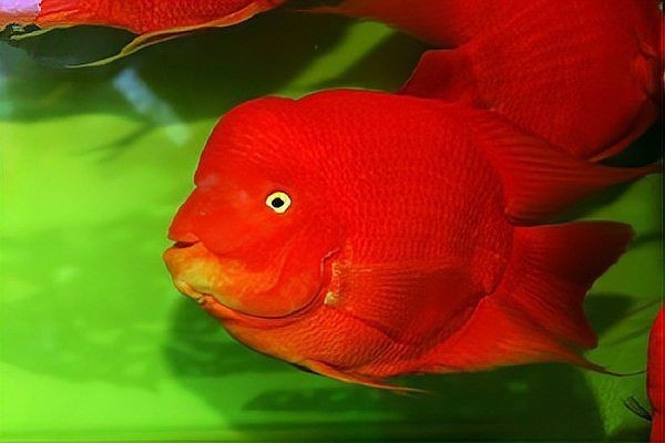 紅眼白子招財龍魚能長多大