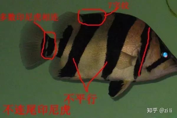 虎魚種類鑒別技巧 虎魚種類鑒別技巧 龍魚論壇 第2張