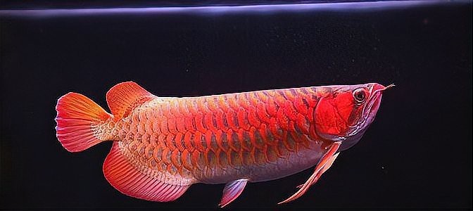 風(fēng)水魚種類