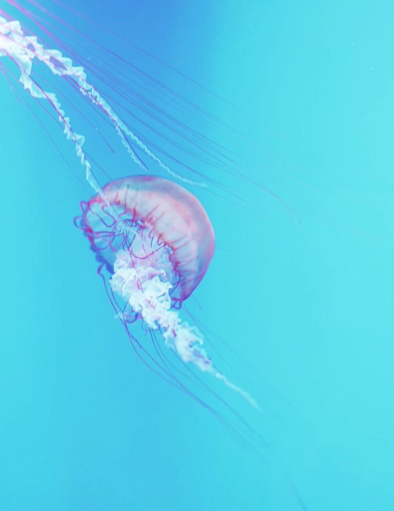 深圳大型水族批發市場 深圳大型水族批發市場 龍魚論壇 第2張
