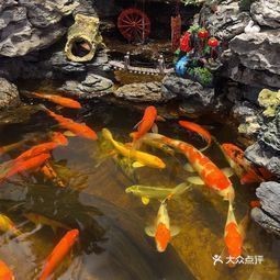 深圳大型水族批發市場 深圳大型水族批發市場 龍魚論壇 第1張