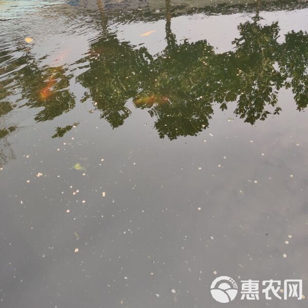 龍鳳魚的市場價格是多少？ 龍鳳魚的市場價格是多少？ 龍魚論壇 第2張