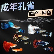 龍鳳魚的市場價格是多少？ 龍鳳魚的市場價格是多少？ 龍魚論壇 第3張