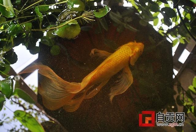 龍鳳魚的市場價格是多少？ 龍鳳魚的市場價格是多少？ 龍魚論壇 第10張