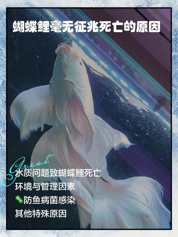 蝴蝶鯉養了一年死了有啥征兆 蝴蝶鯉養了一年死了有啥征兆 龍魚論壇 第1張
