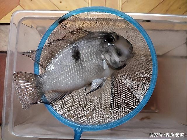 蝴蝶鯉養了一年死了有啥征兆 蝴蝶鯉養了一年死了有啥征兆 龍魚論壇 第9張