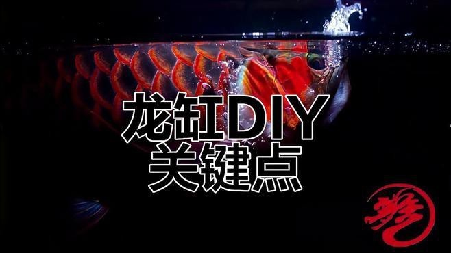 戰車紅龍需要多大的魚缸？