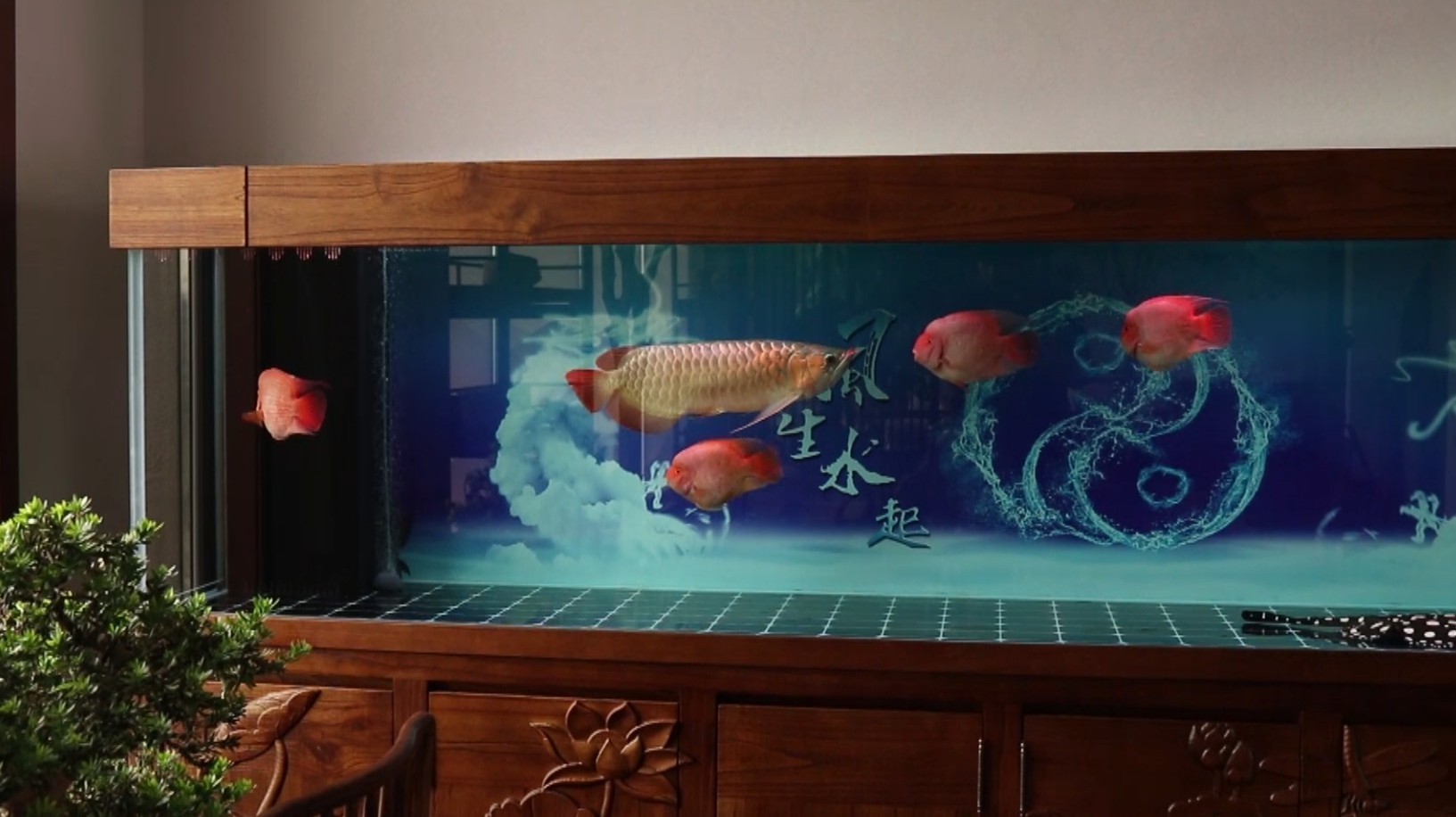 戰車紅龍需要多大的魚缸？