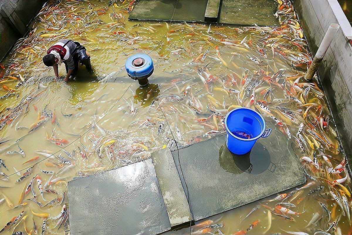 混養魚最佳搭配