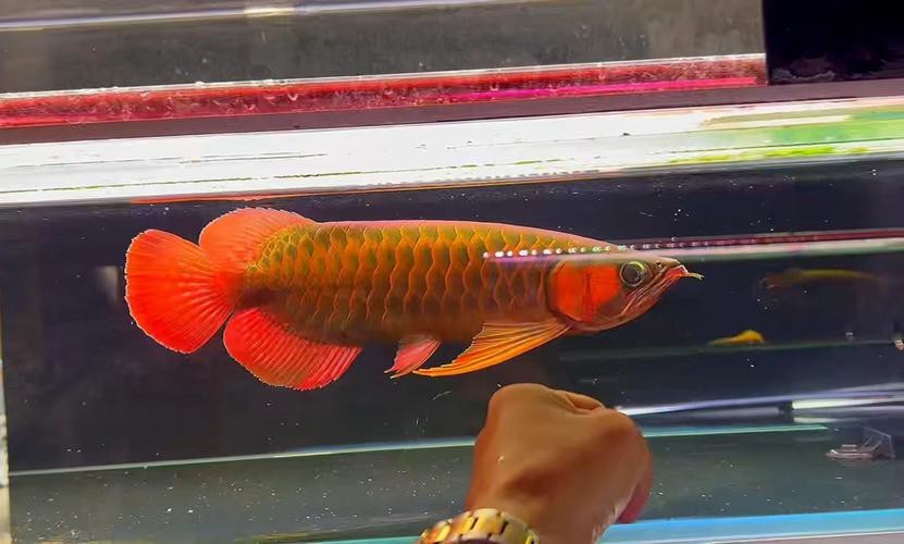 印度紅龍魚多少錢一條啊圖片