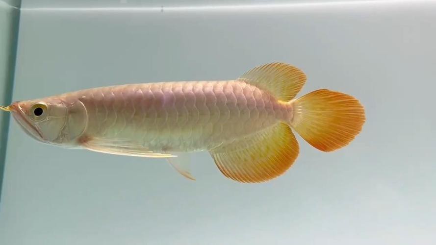 印度紅龍魚多少錢一條啊圖片