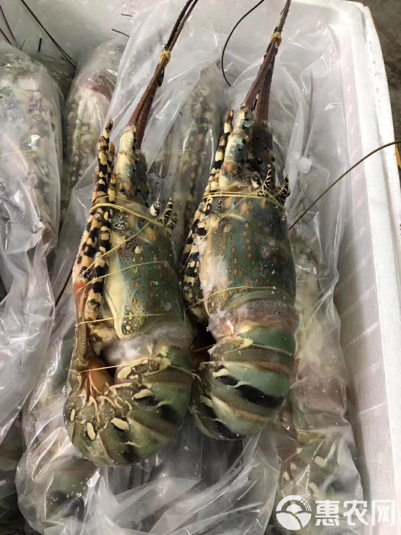 市場上小青龍多少錢一斤 市場上小青龍多少錢一斤 龍魚論壇 第6張