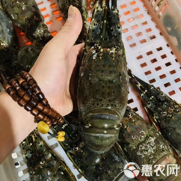 市場上小青龍多少錢一斤 市場上小青龍多少錢一斤 龍魚論壇 第5張