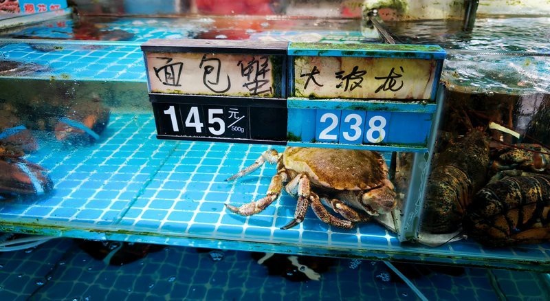 市場上小青龍多少錢一斤 市場上小青龍多少錢一斤 龍魚論壇 第12張
