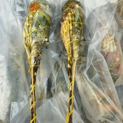 市場上小青龍多少錢一斤 市場上小青龍多少錢一斤 龍魚論壇 第11張