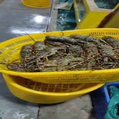 市場上小青龍多少錢一斤 市場上小青龍多少錢一斤 龍魚論壇 第10張