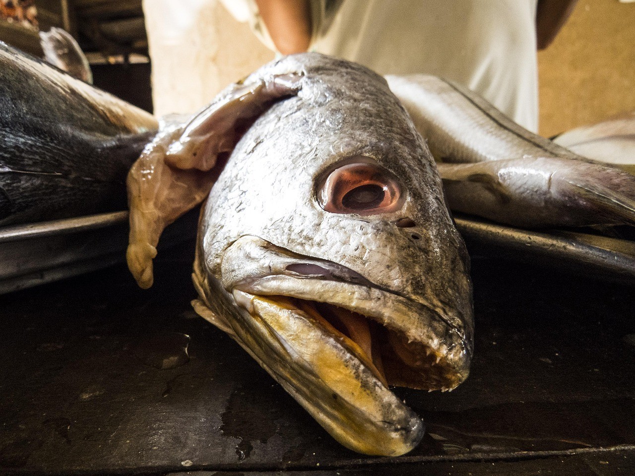 銀龍魚咬其他的魚怎么辦