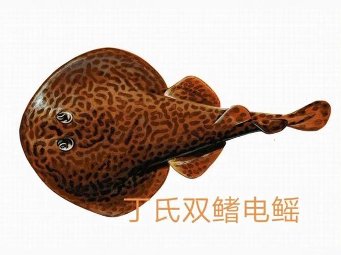 有哪些藥物可以治療紅龍魚側線孔潰爛？（哪種藥物治療紅龍魚側線孔潰爛最有效？） 有哪些藥物可以治療紅龍魚側線孔潰爛？（哪種藥物治療紅龍魚側線孔潰爛最有效？） 龍魚百科 第2張