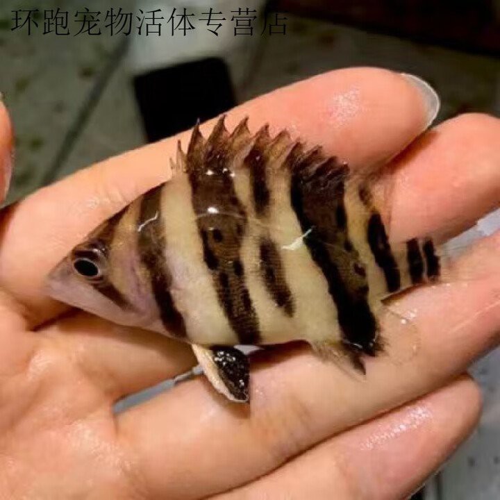 四紋泰虎2023最新價格