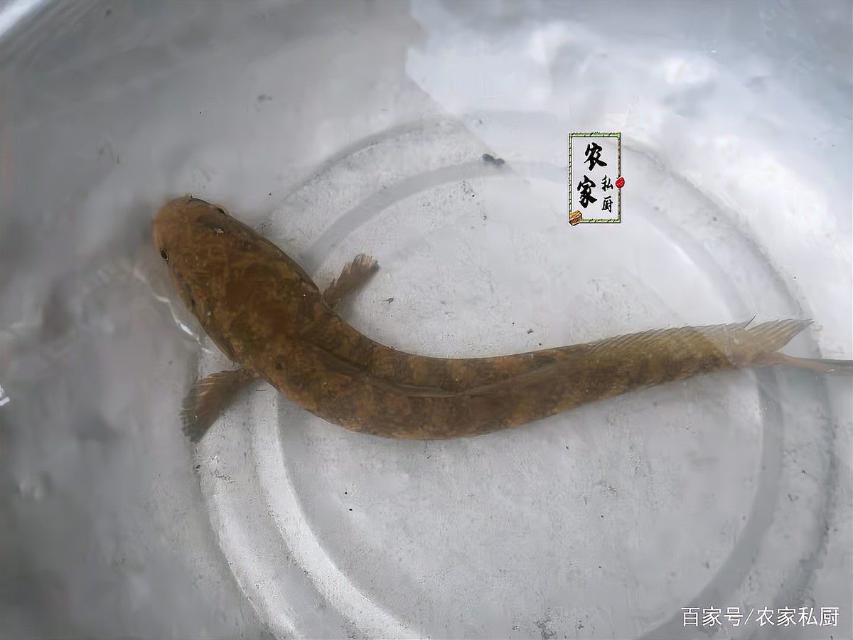 廣東野生雷龍魚可以吃嗎 廣東野生雷龍魚可以吃嗎 龍魚論壇 第2張