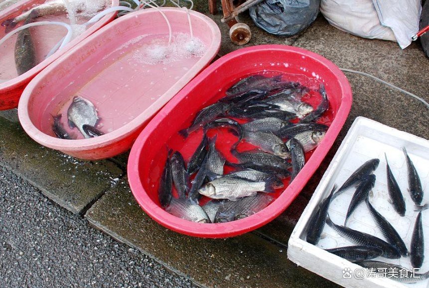 廣東野生雷龍魚可以吃嗎 廣東野生雷龍魚可以吃嗎 龍魚論壇 第4張