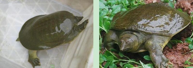 甲魚替人擋災的四大表現(xiàn)