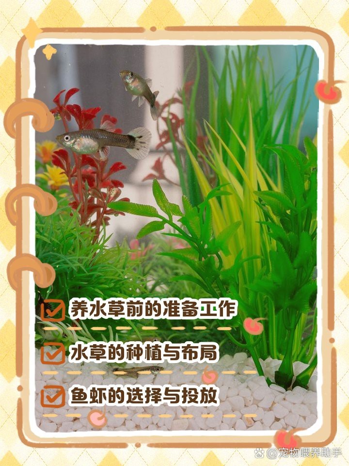 缸養水草的正確方法 缸養水草的正確方法 龍魚論壇 第1張