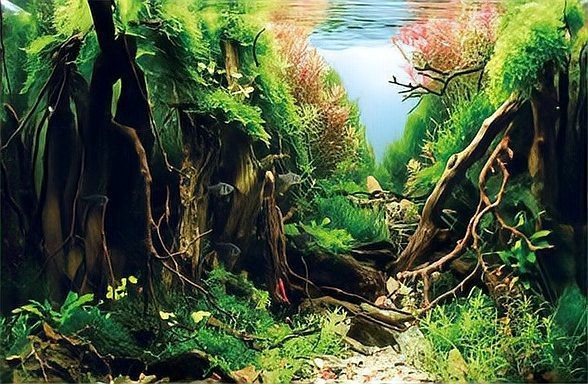 缸養水草的正確方法 缸養水草的正確方法 龍魚論壇 第2張