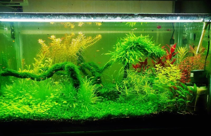 缸養水草的正確方法 缸養水草的正確方法 龍魚論壇 第5張